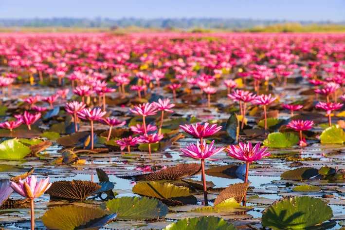 flor de lótus origem