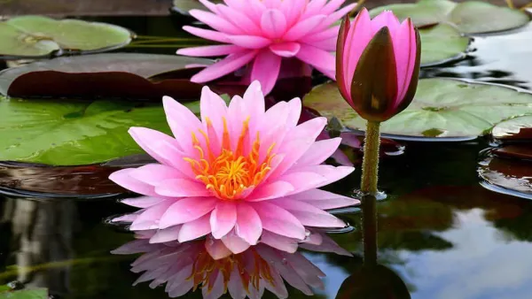 flor de lótus cores significado