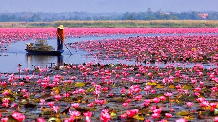 flor de lótus culinária