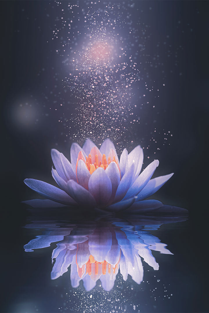 flor de lótus origem