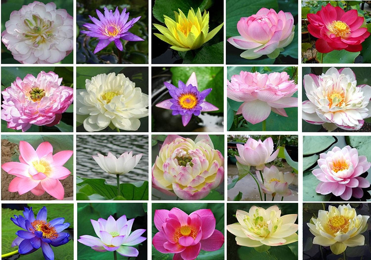 flor de lótus pureza