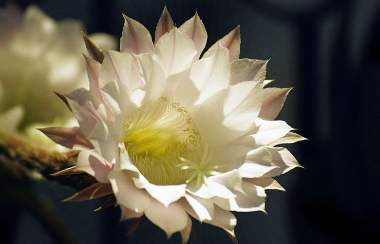 flor de mandacaru significado