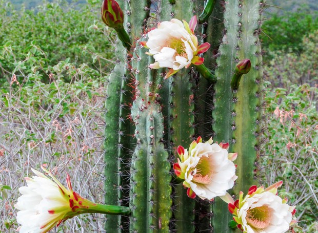 flor de mandacaru quando floresce