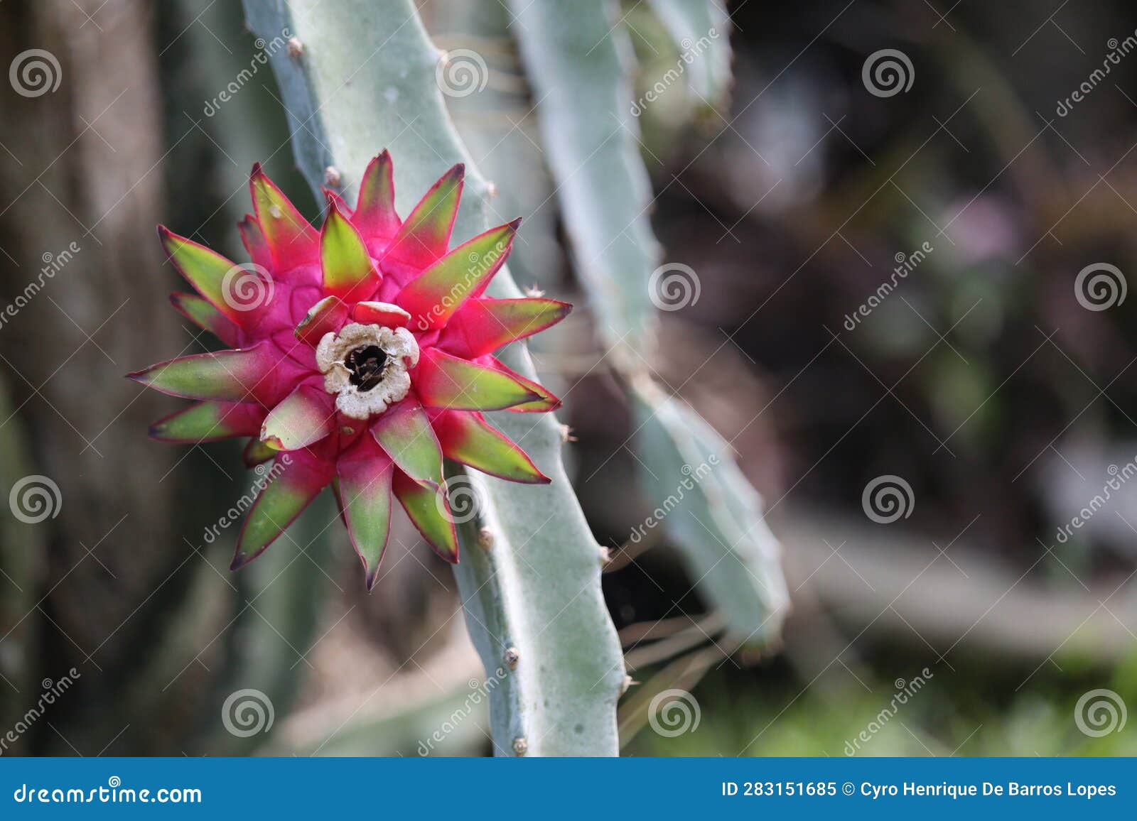 flor de mandacaru xote das meninas