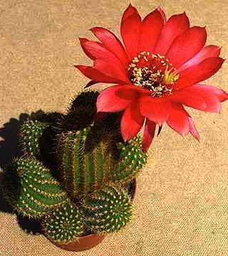 flor de mandacaru símbolo
