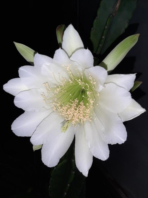 flor de mandacaru polinização