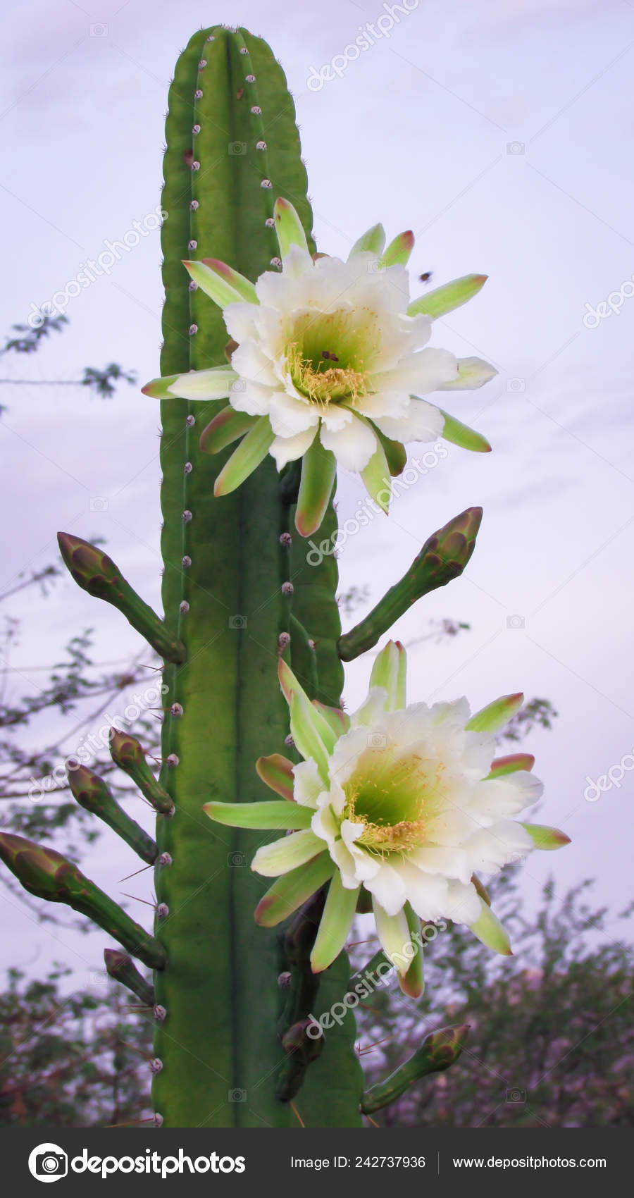 flor de mandacaru fruto