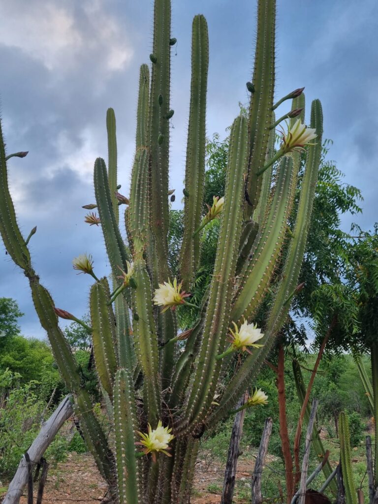 flor de mandacaru dura quanto tempo