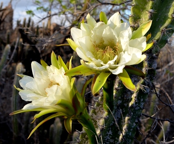 flor de mandacaru cultivo