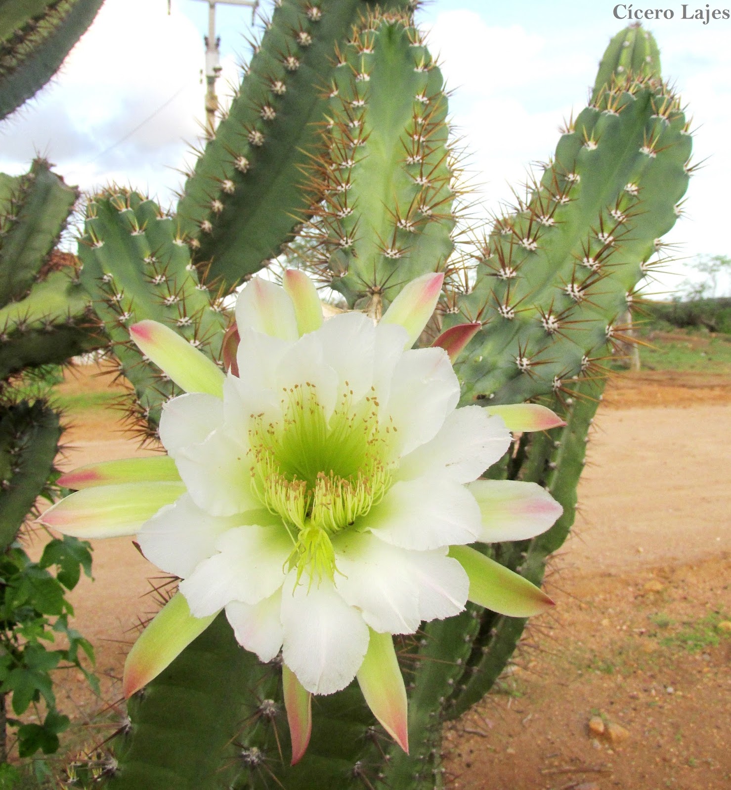 flor de mandacaru é comestível