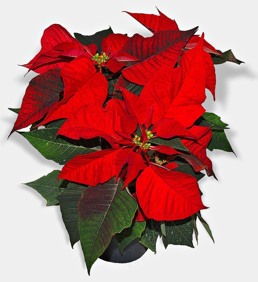 flor de pascoa cuidados