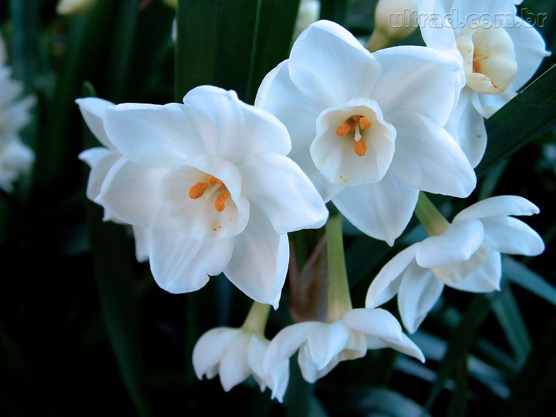 flor de pascoa no brasil