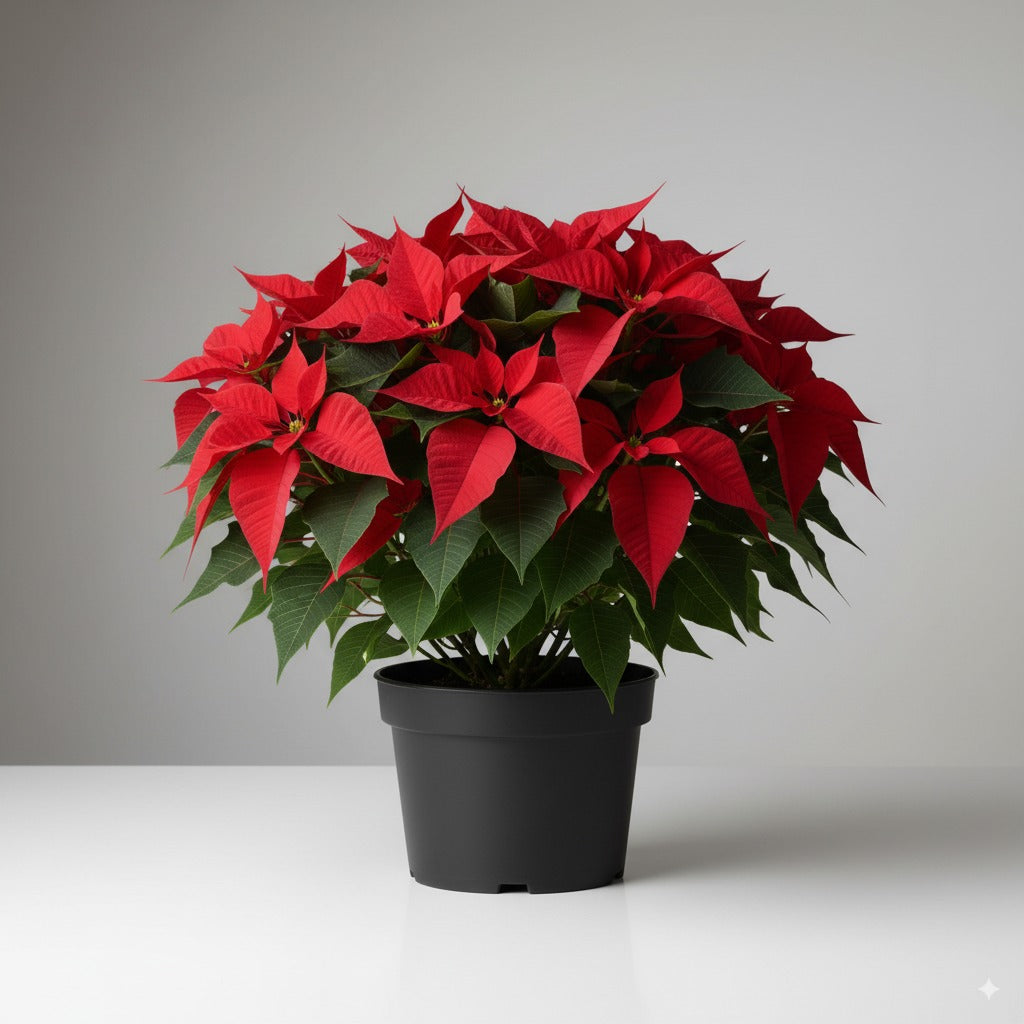 cuidados com poinsettia em vaso