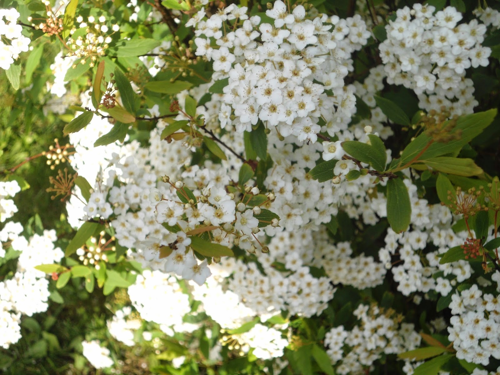 flor de pascoa vermelha