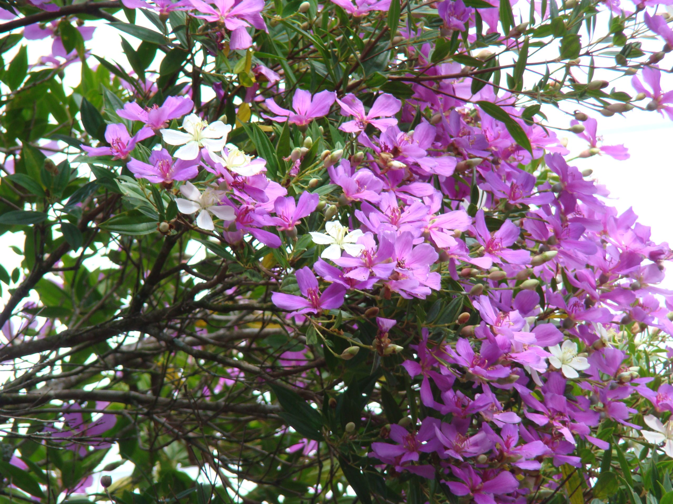 flor de pascoa vs flor de natal