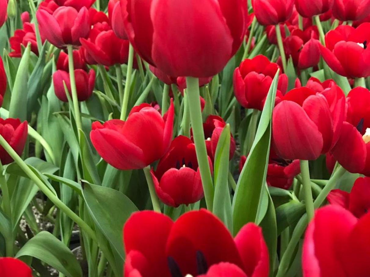 significado das cores de tulipa