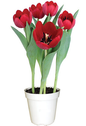 como plantar tulipa no brasil