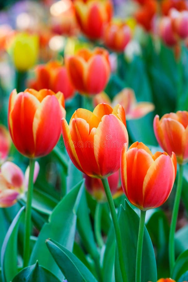 tulipa amarela significado