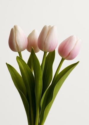 tulipa holandesa