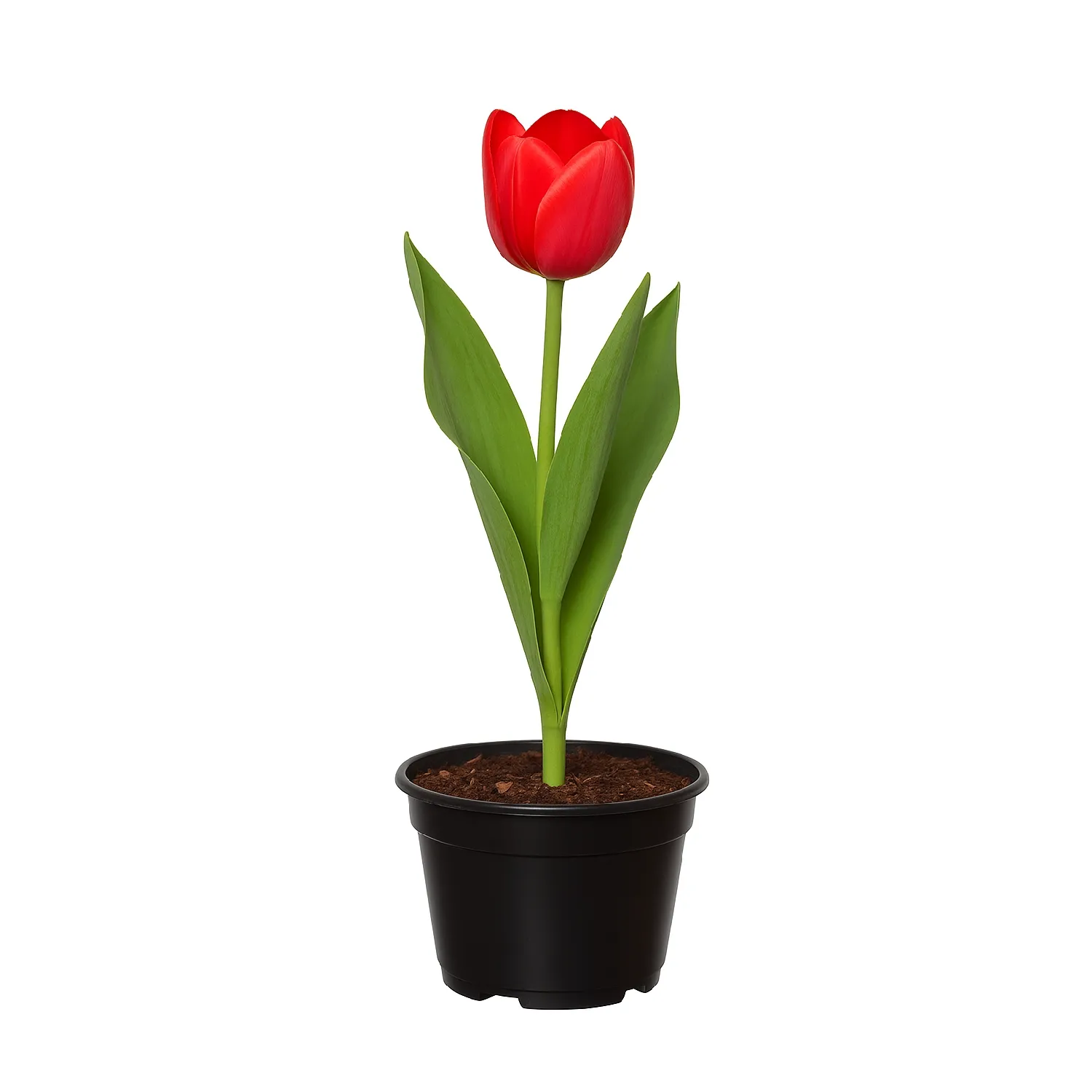 floricultura online tulipas