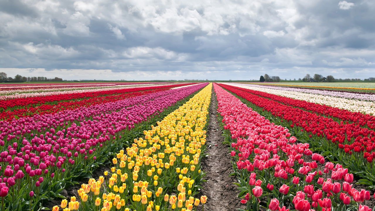 tulipa amarela significado