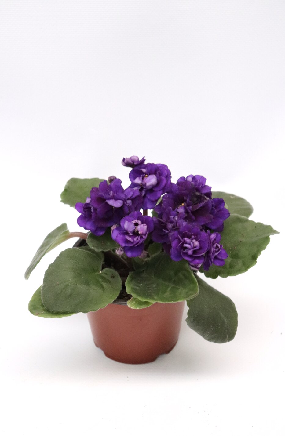 violeta saintpaulia ionantha
