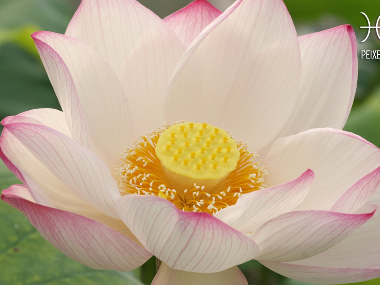 flor de escorpião significado