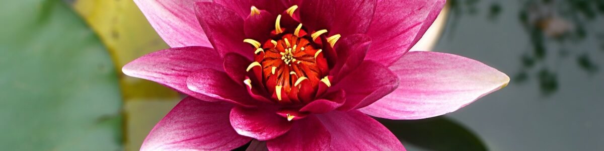 flores para o signo de escorpião