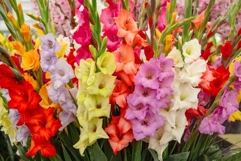 amarílis flor de escorpião