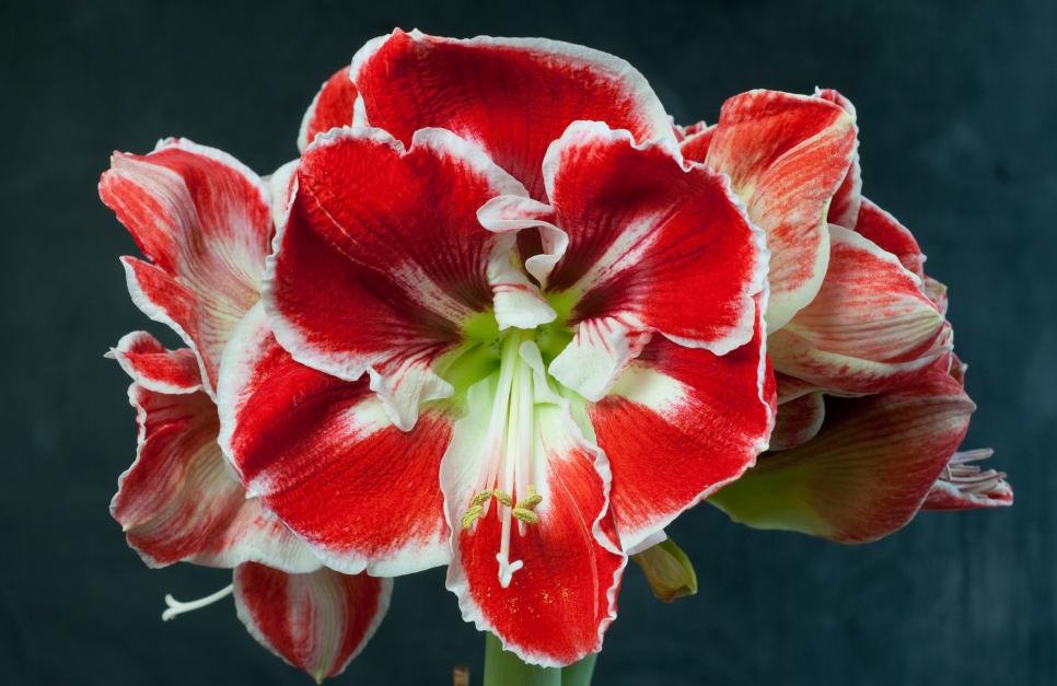 íris para escorpianos