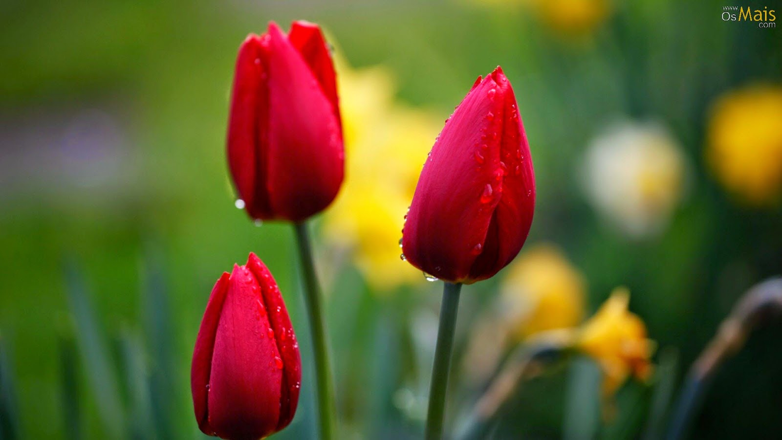 crisântemo e escorpião