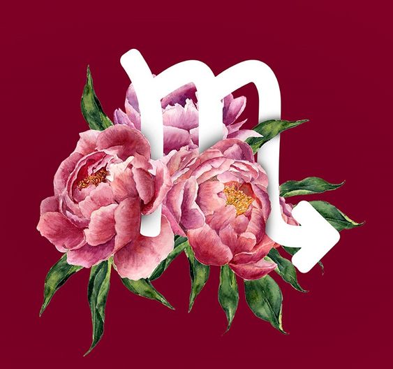 amarílis flor de escorpião