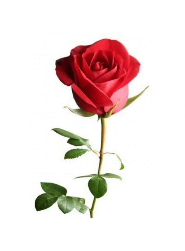 Flores para o Dia dos Namorados