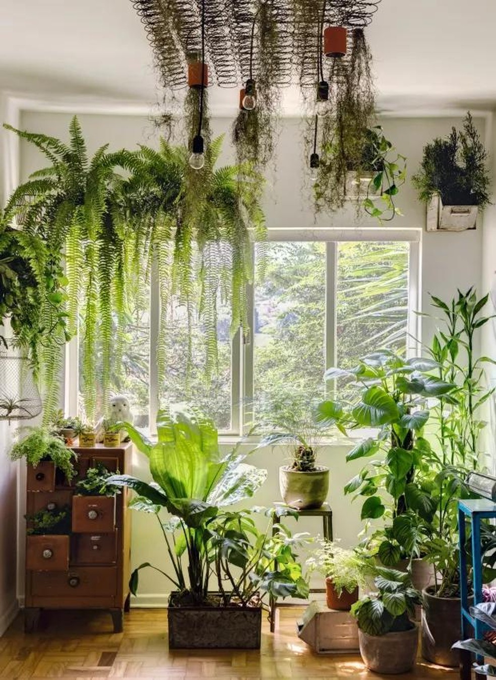 a lenda da flor de samambaia e seus significados místicos