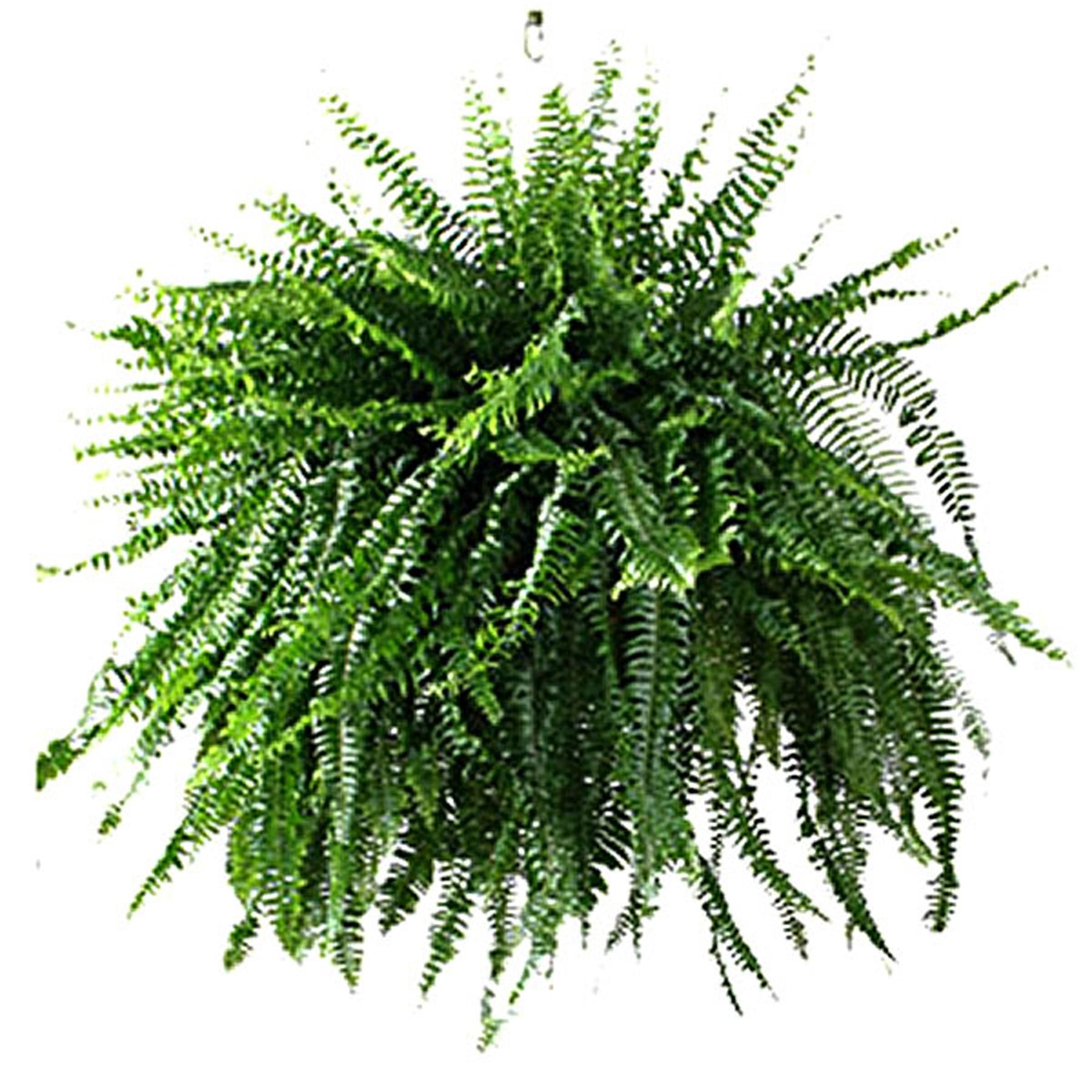 a lenda da flor de samambaia e seus significados místicos