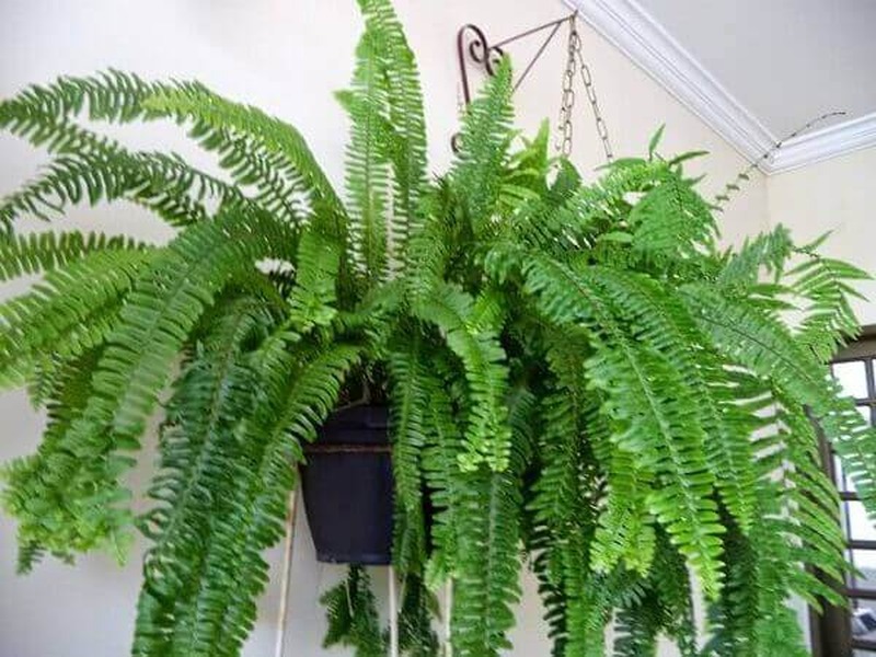 a lenda da flor de samambaia e seus significados místicos