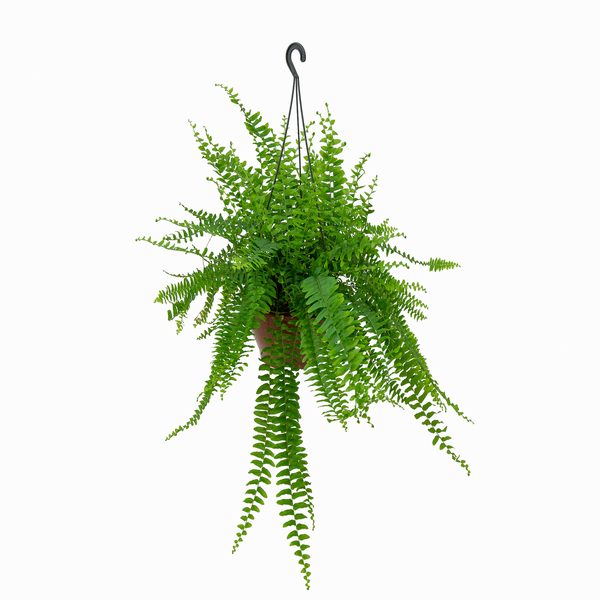 erros comuns ao cuidar de samambaias e como evitá-los