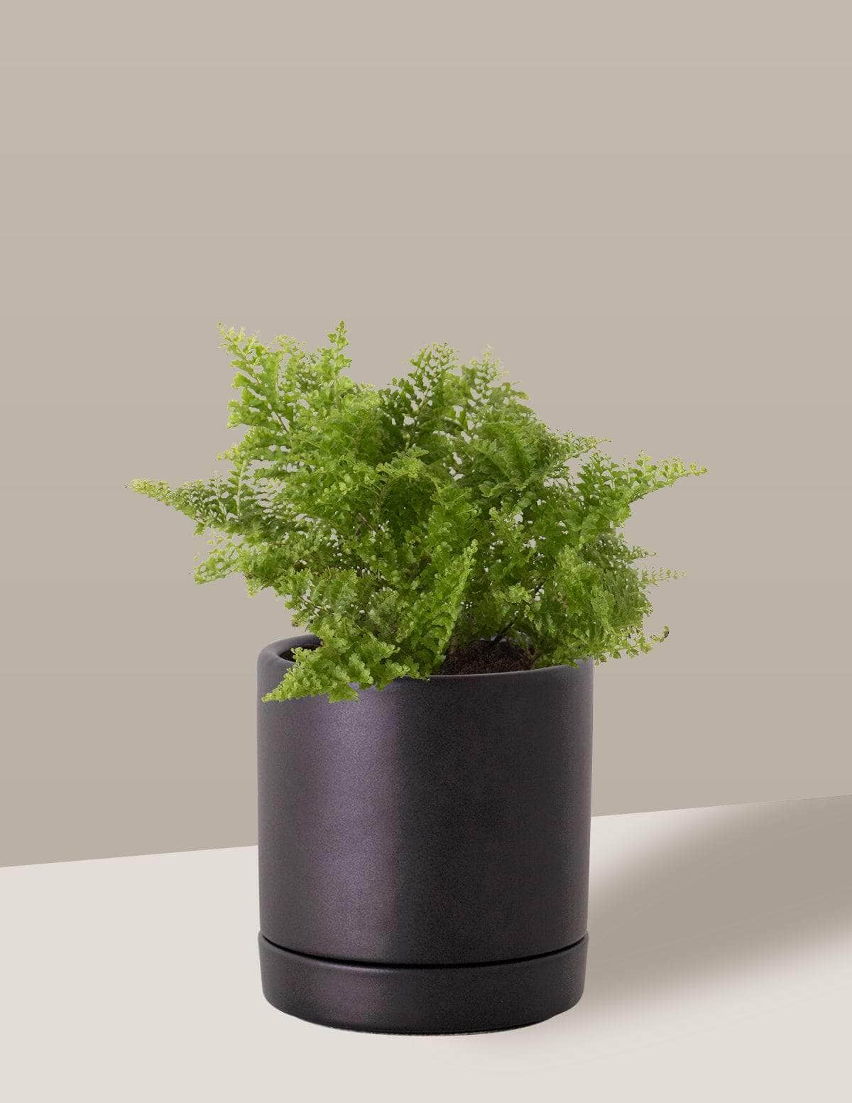 samambaia vs. samambaia de flores azuis: qual a diferença?