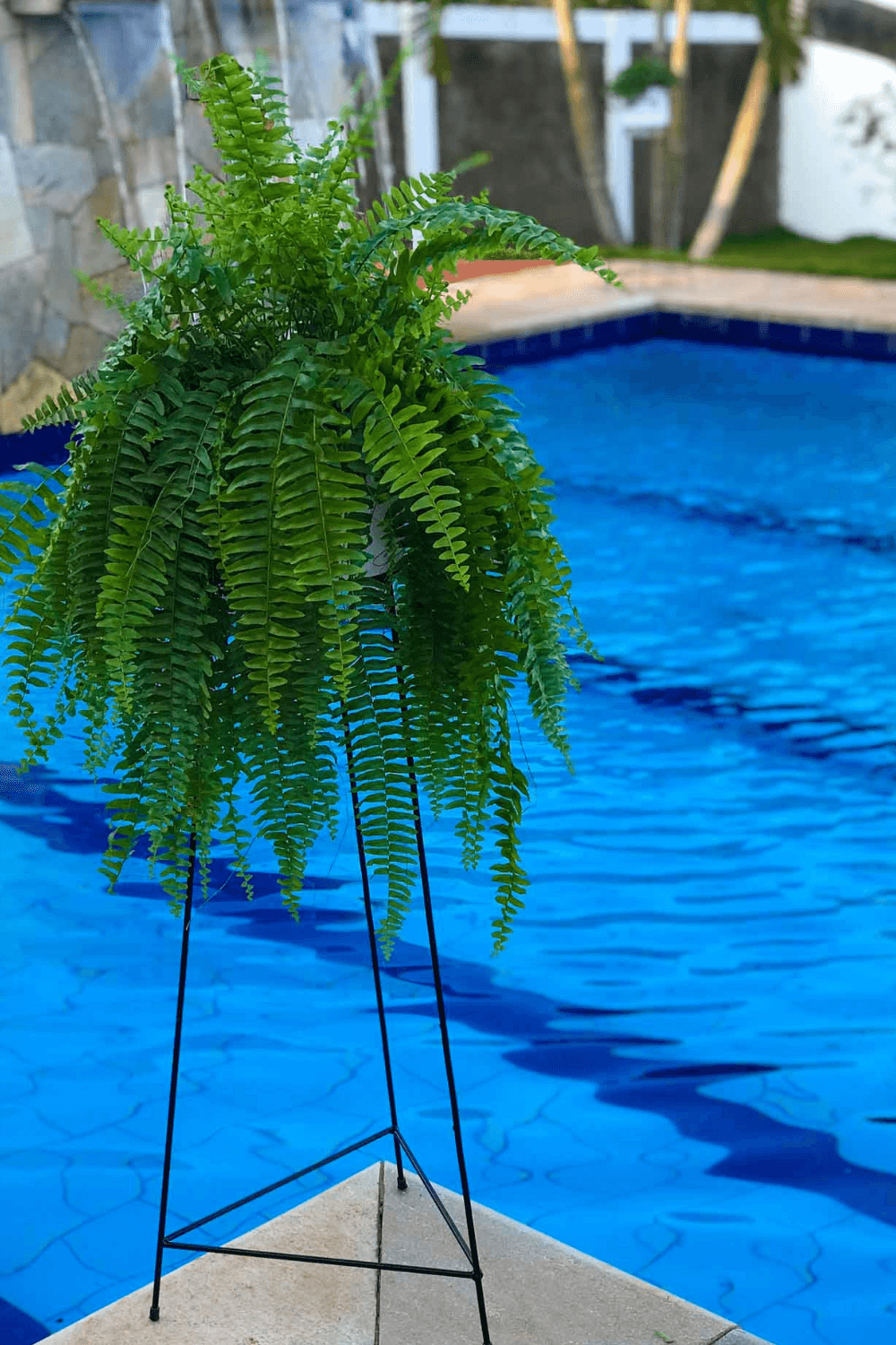 samambaia vs. samambaia de flores azuis: qual a diferença?