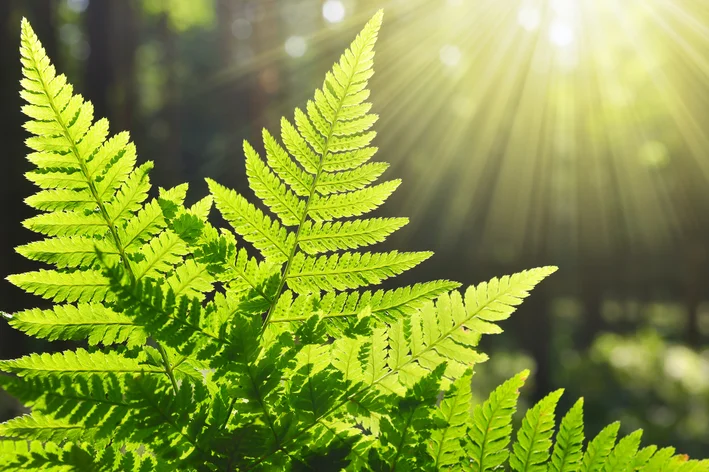 como identificar samambaias que atraem boas energias