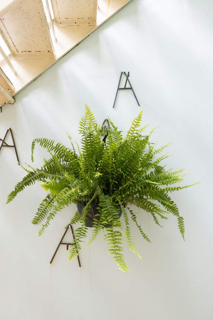 a lenda da flor de samambaia e seus significados místicos