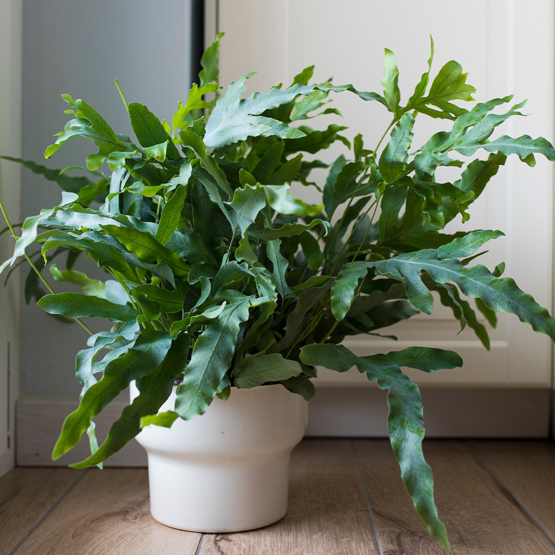 erros comuns ao cuidar de samambaias e como evitá-los