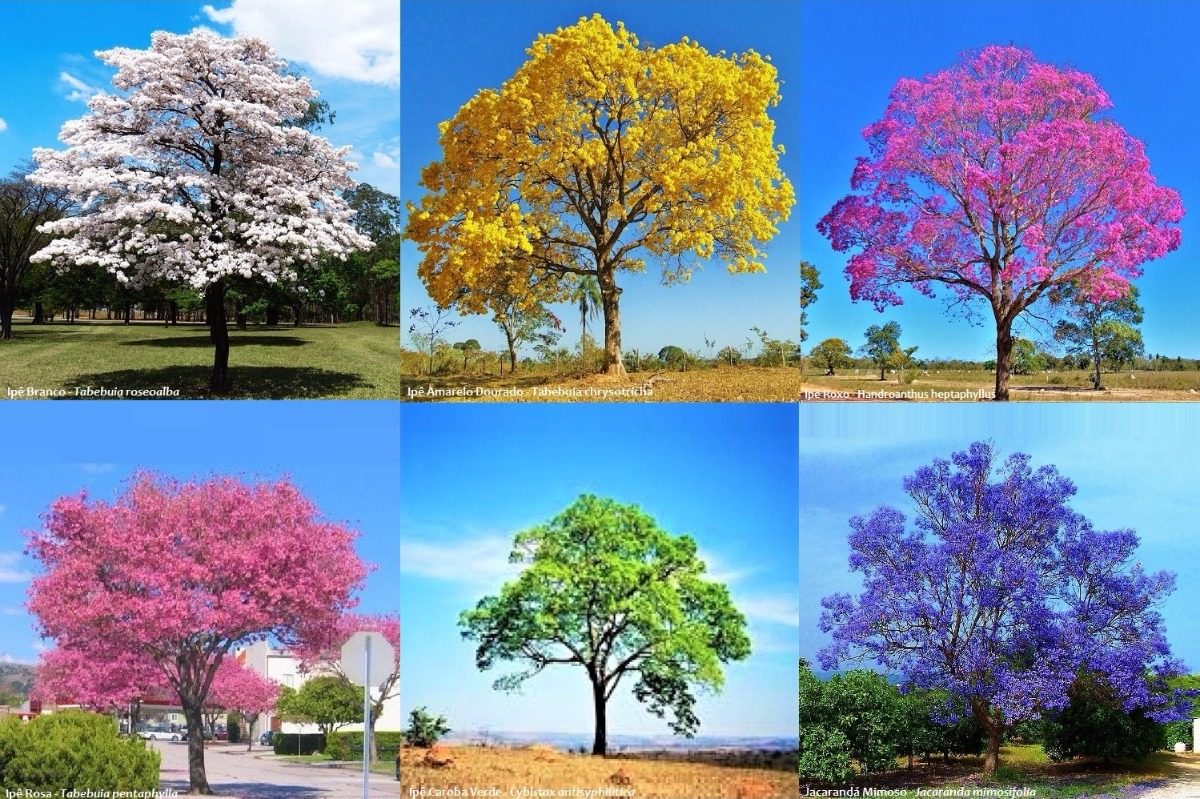 época de florada dos ipês