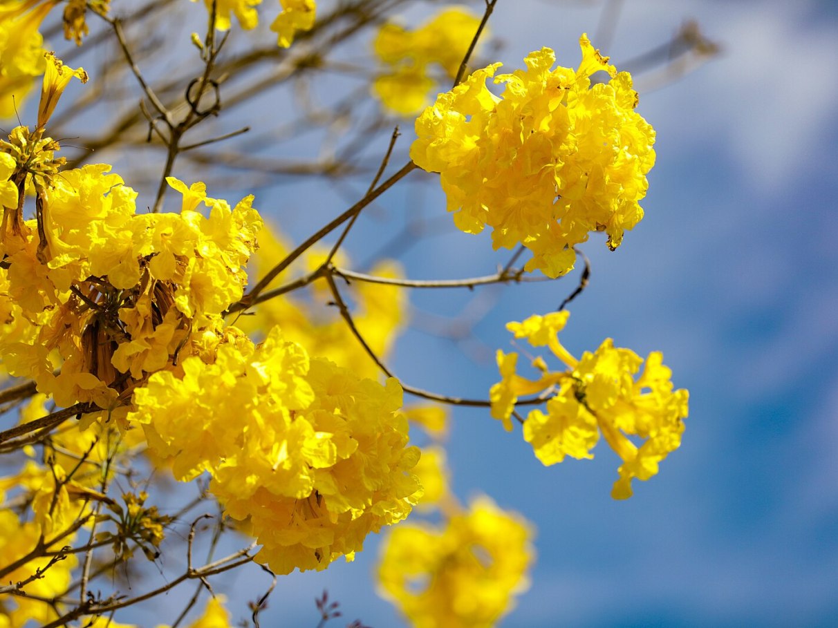 árvore ipê florada
