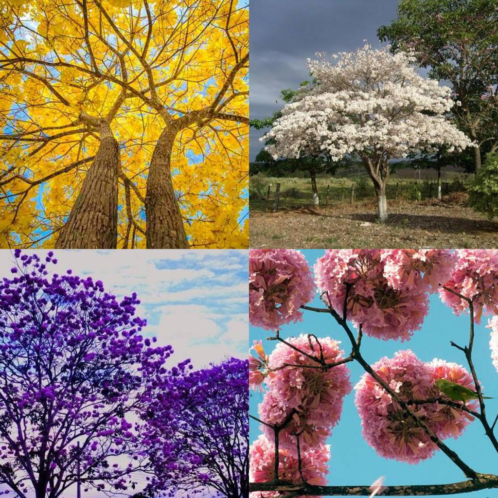 florada ipê brasil