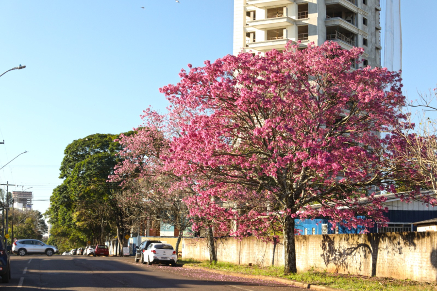 manutenção ipê jardim
