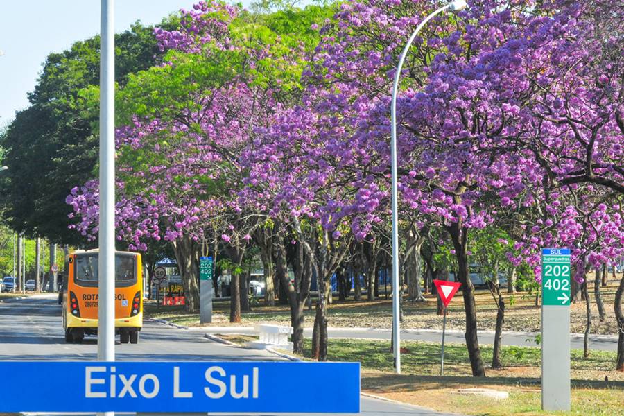 época de florada dos ipês