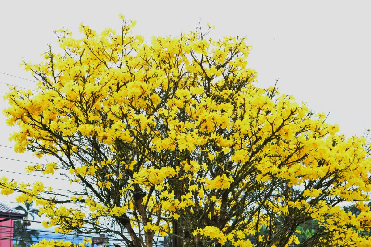 quando florescem os ipês