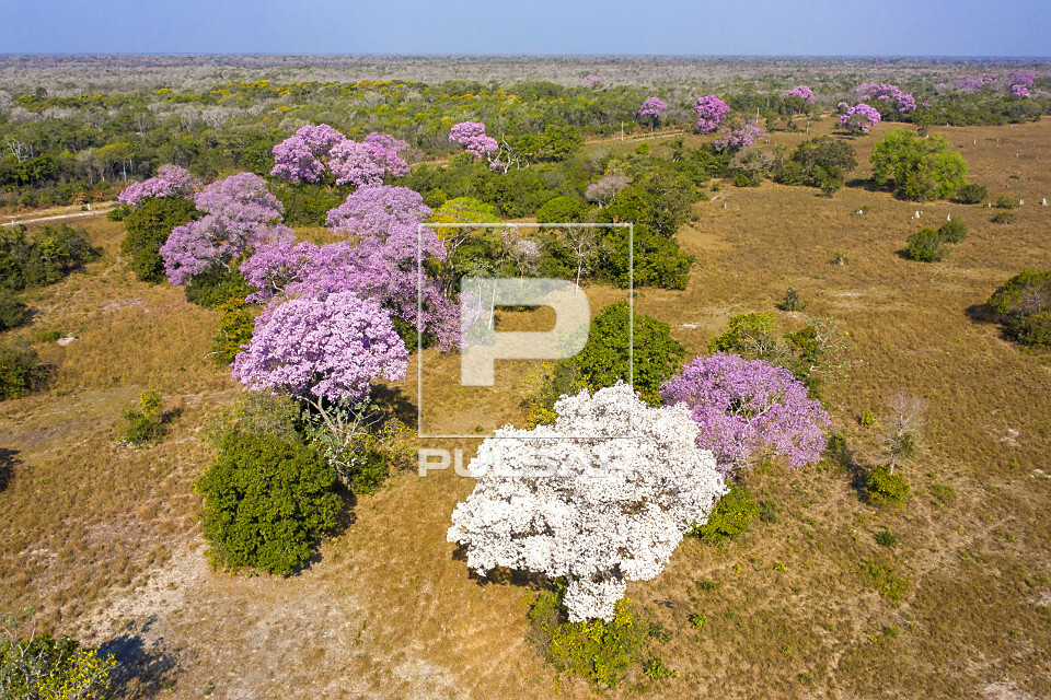 cores da florada dos ipês