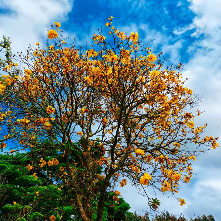 duração da florada dos ipês